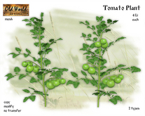 Tomato Plant Green - Old World - Rustic Garden