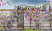 8f8 - Climbing Spring - Climbing Wisteria - COLLECTION 