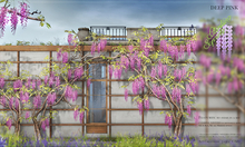 8f8 - Climbing Spring - Climbing Wisteria - DEEP PINK 