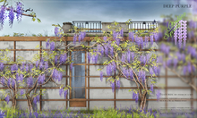 8f8 - Climbing Spring - Climbing Wisteria - DEEP PURPLE 