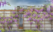 8f8 - Climbing Spring - Climbing Wisteria - DEEP VIOLET 
