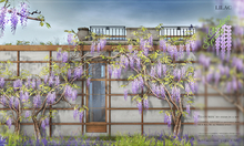 8f8 - Climbing Spring - Climbing Wisteria - LILAC 