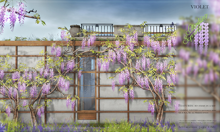 8f8 - Climbing Spring - Climbing Wisteria - VIOLET 