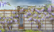8f8 - Climbing Spring - Climbing Wisteria - PURPLE 