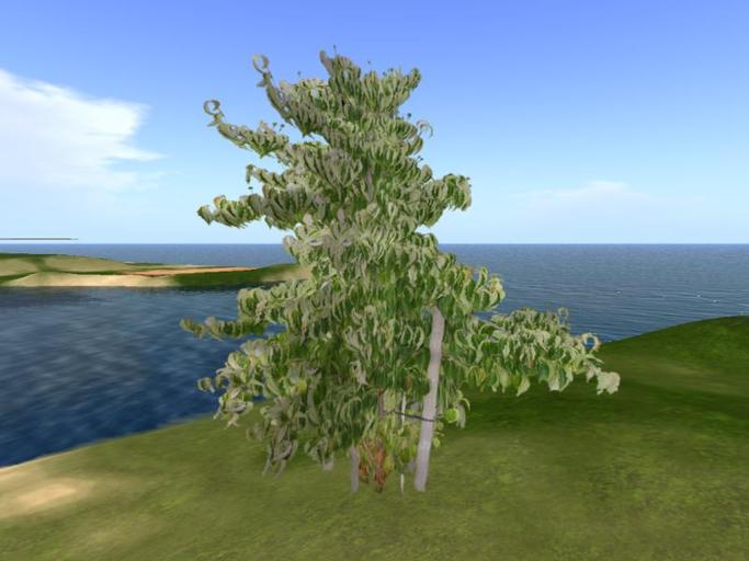 Arkads 1 Prim Japanese Dogwood