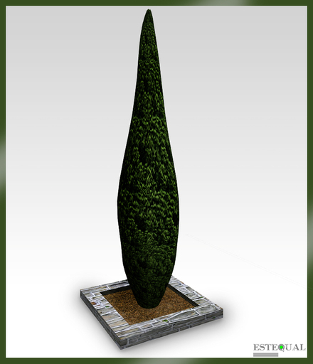 Tree - Italian Cypress 02 c/m