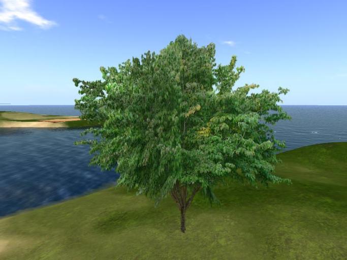 Arkads 1 Prim Flowering Dogwood v2