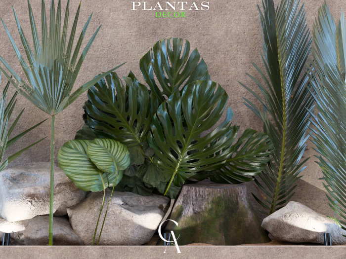 Plantas Decor - CANARUN - (Rezzme)