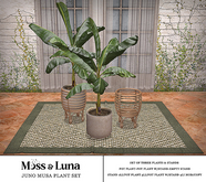 Moss & Luna- Juno Musa Plant Set (add)