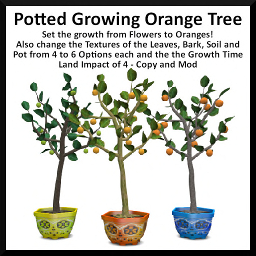 Potted Growing Orange Tree