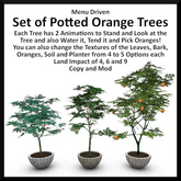 Set of Potted Orange Trees