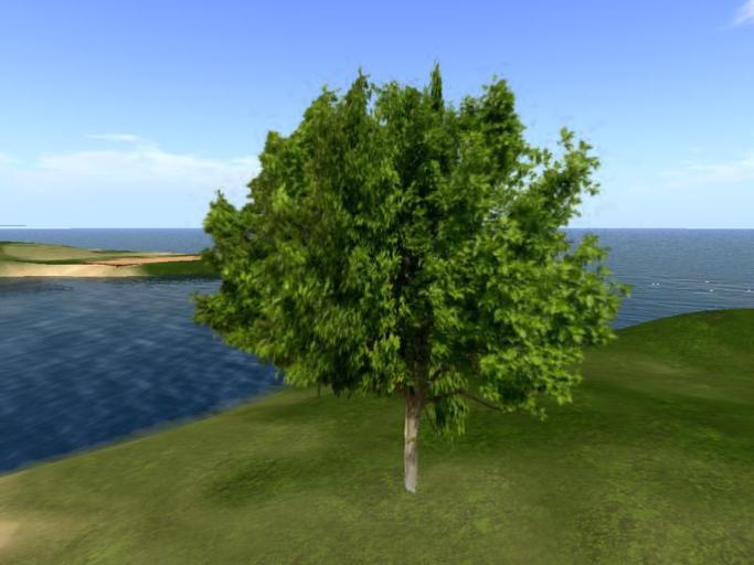 Arkads 1 Prim Cornelian Cherry v1