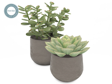 Succulent Plants