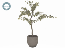Olive Tree