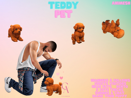 Teddy / Animesh