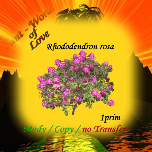 Rhododendron rosa