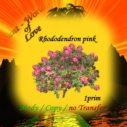 Rhododendron pink