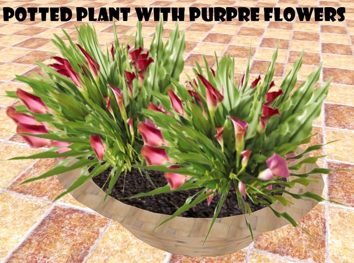 Potted plant with lilac flowers