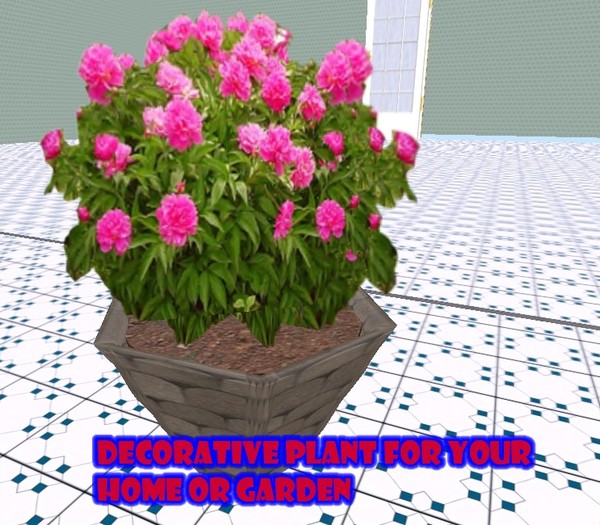 Gray pot, pink flowers.