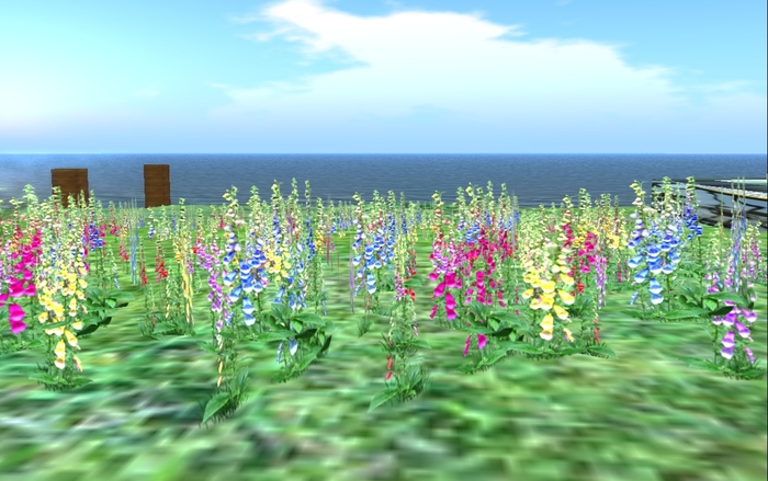 Colorful Flowers