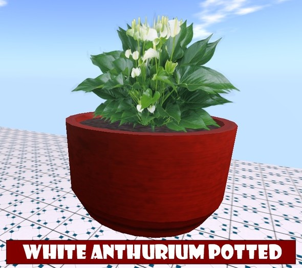 White anthurium in a clay pot