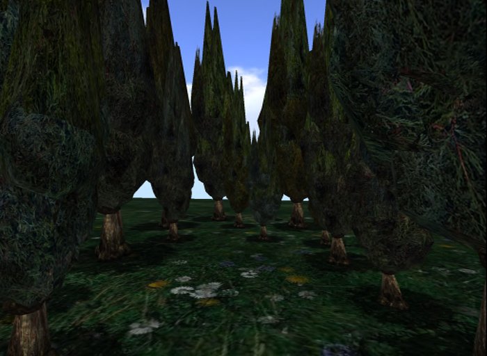 MACS-CYPRESS TREE-2