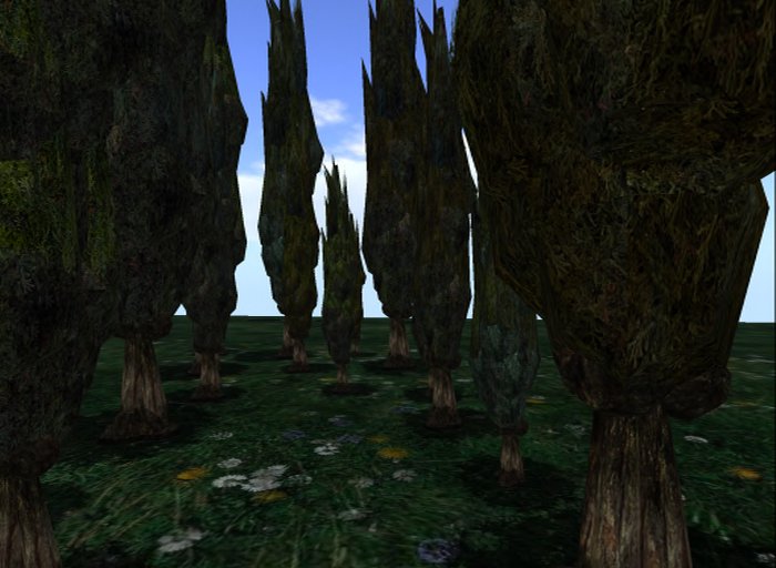 MACS-CYPRESS TREE-4