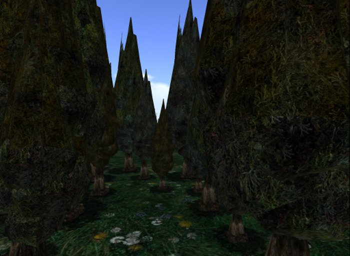 MACS-CYPRESS TREE-6