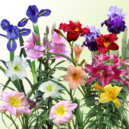 Day Lillies, Stargazer, Gerber Daisies, Iris, Lillies, Snapdragon One Prim Plant