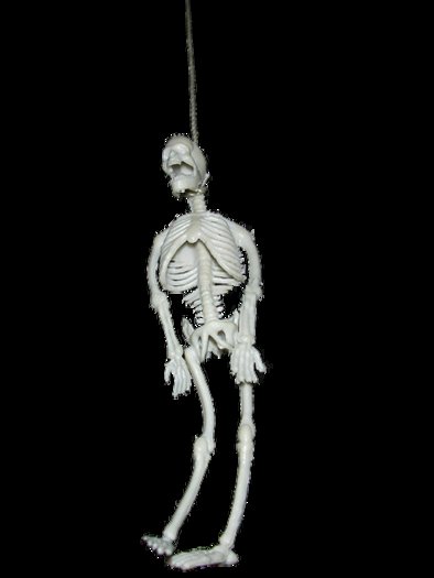 hanging skeleton/full perm(boxed)