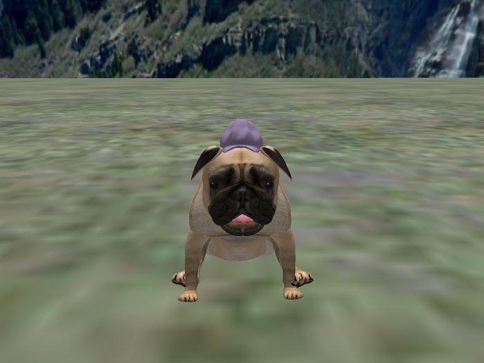 BB Lab Baseball hat pug- light purple
