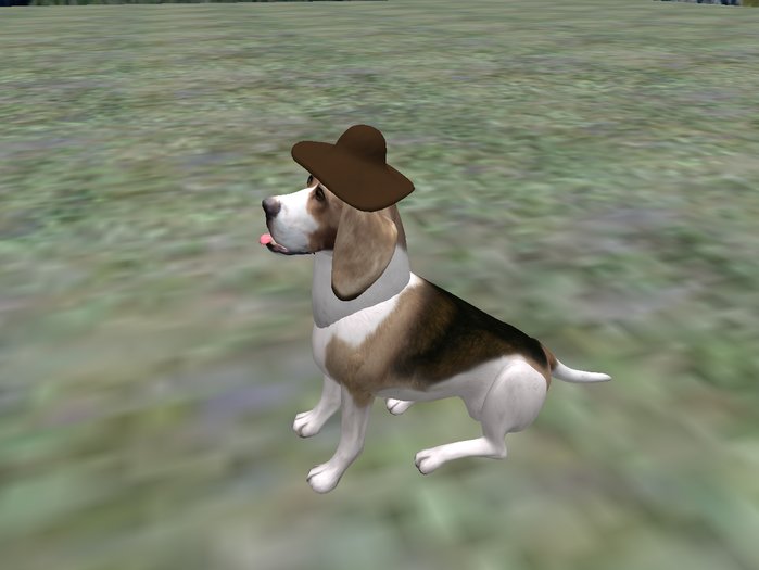 BB Lab cowboy hat beagle-brown