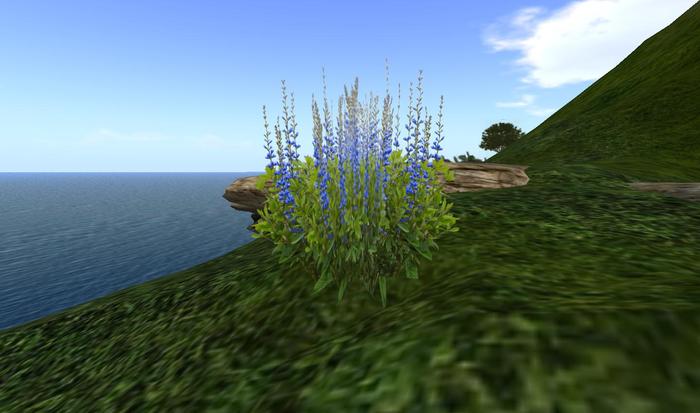 One Prim Royal Baptisia