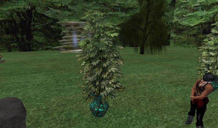 BOXED POTTED TREE