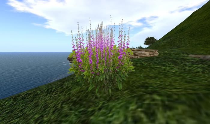 One Prim Purple Baptisia