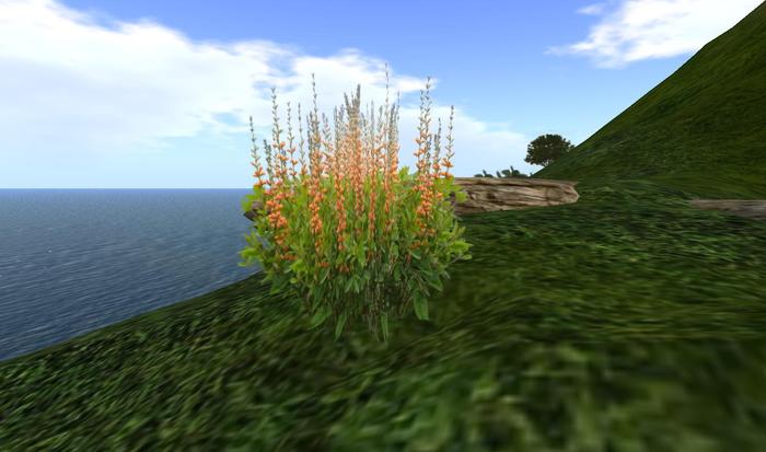 One Prim Orange Baptisia