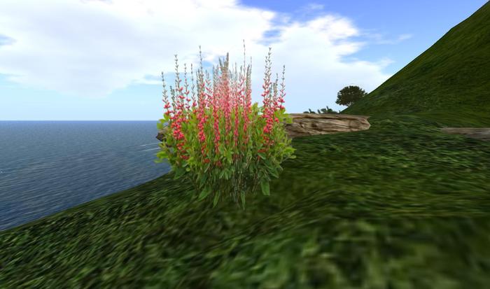 One Prim Pink Baptisia