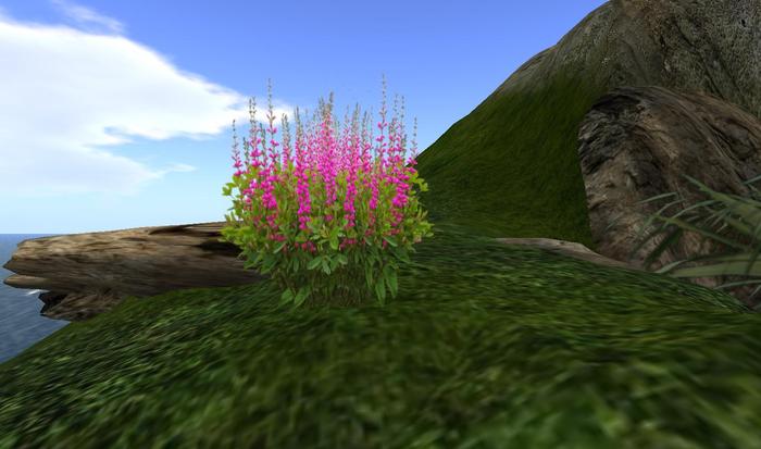 One Prim Hot Pink Baptisia