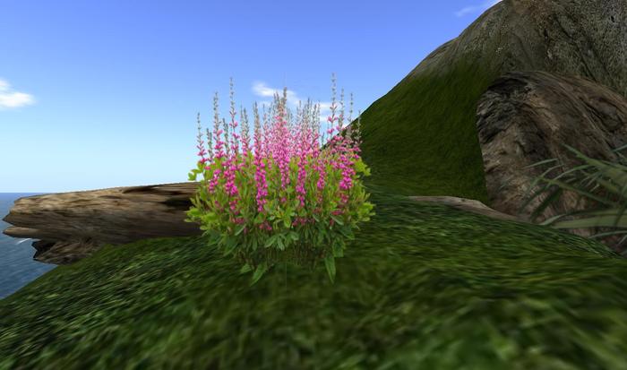 One Prim Fushia Baptisia