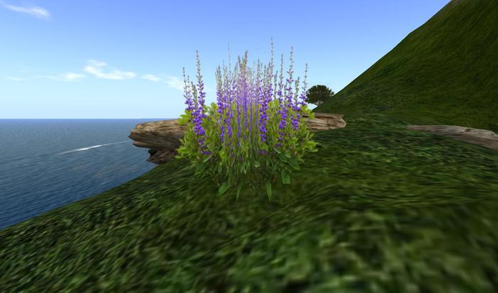 One Prim Blue Baptisia