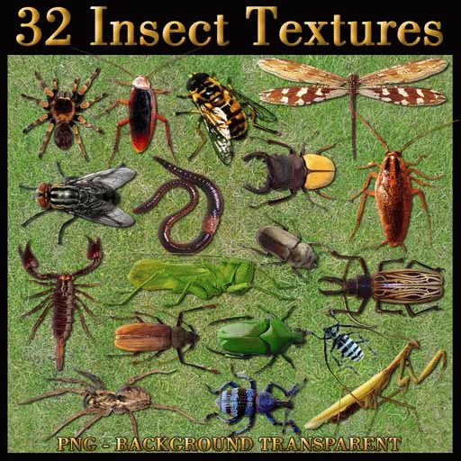 32 INSECT TEXTURES.(PNG - BACKGROUND TRANSPARENT) HIGH RES. (2010)