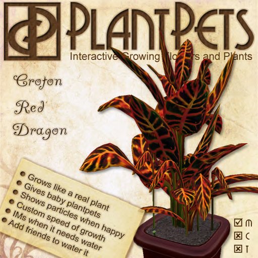 PlantPet Seed [Croton *Red Dragon*]