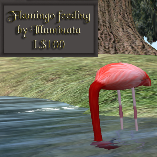 Flamingo feeding by Illuminata