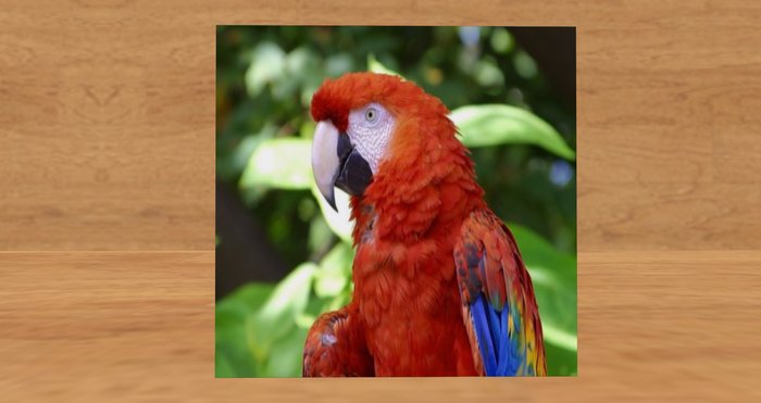 card: PARROT (HAPPY BIRTHDAY!)