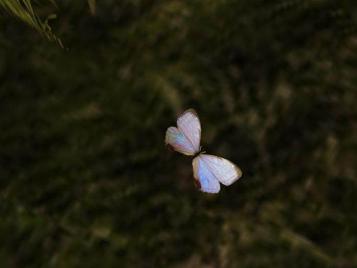 Butterfly - papillon bleu