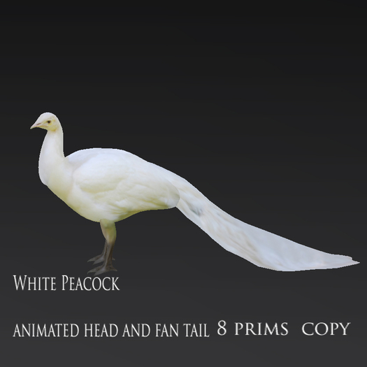 White Peacock copy