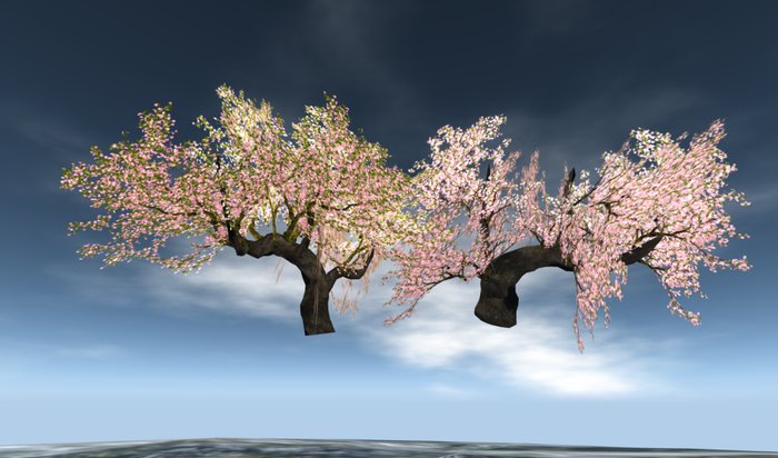 2 cherry trees copy