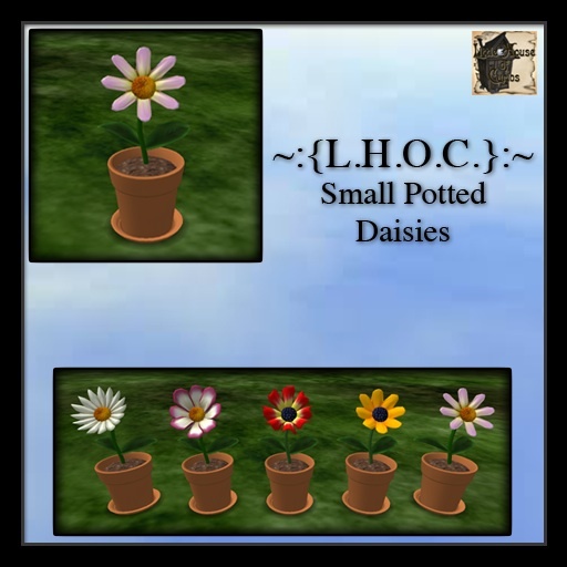 ~:{L.H.O.C.}:~ Potted Daisy 5