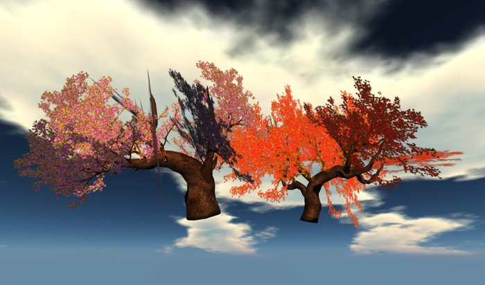 2 cherry trees copy purpel and red