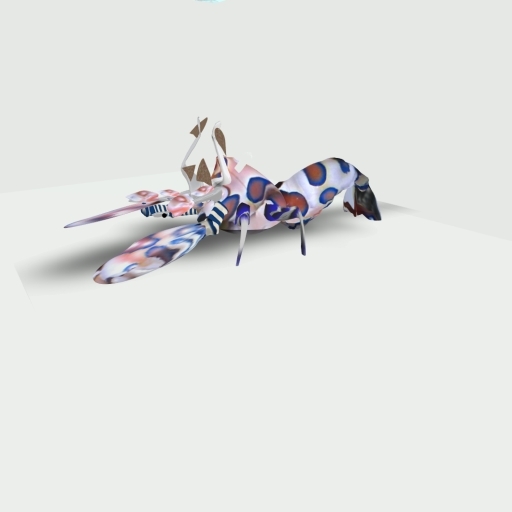 HARLEQUIN SHRIMP 